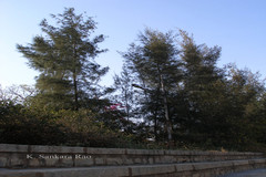 Casuarina equisetifolia